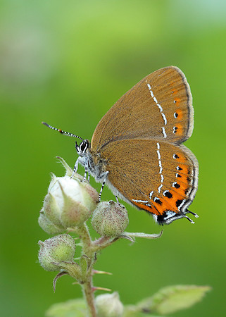 Black Hairstreak Satyrium pruni
