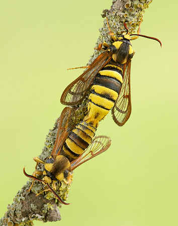 52.002 BF0370 Hornet Moth Sesia apiformis