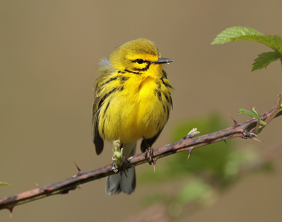 Prairie Warbler Setophaga discolor