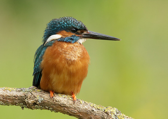 Kingfisher Alcedo atthis