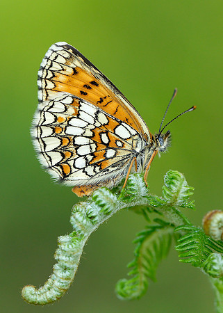 Heath Fritillary Melitaea athalia