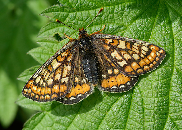 Marsh Fritillary Euphydryas aurinia
