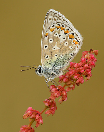 Common Blue Polyommatus icarus