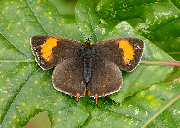 Brown Hairstreak Thecla betulae