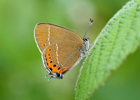 Black Hairstreak Satyrium pruni