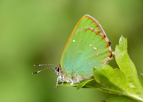Green Hairstreak Callophrys rubi