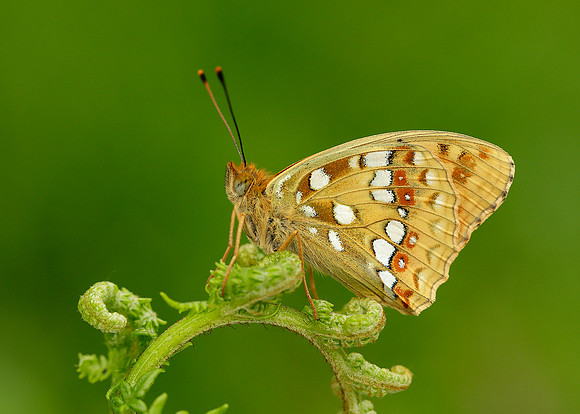 High Brown Fritillary Argynnis adippe