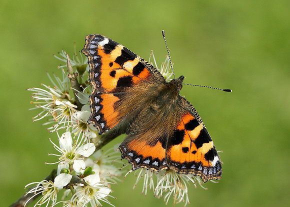 Small Tortoiseshell Aglais urticae