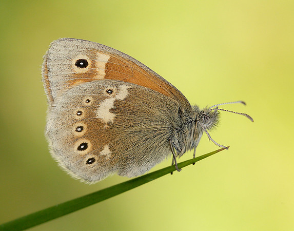 Large Heath Coenonympha tullia polydama