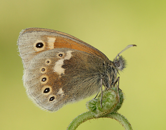 Large Heath Coenonympha tullia polydama