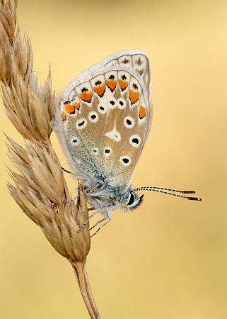 Common Blue Polyommatus icarus