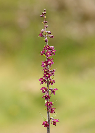 Dark Red Helleborine Epipactis atrorubens