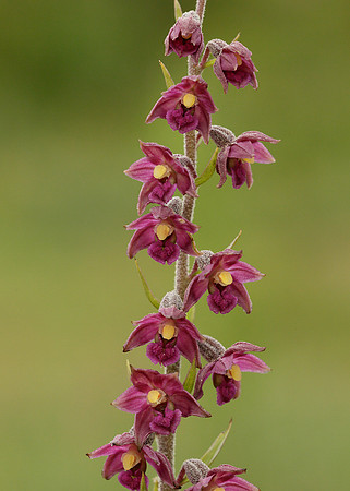Dark Red Helleborine Epipactis atrorubens