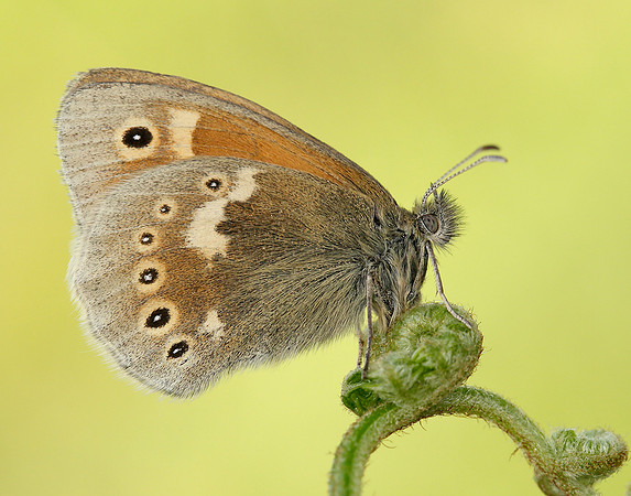 Large Heath Coenonympha tullia polydama