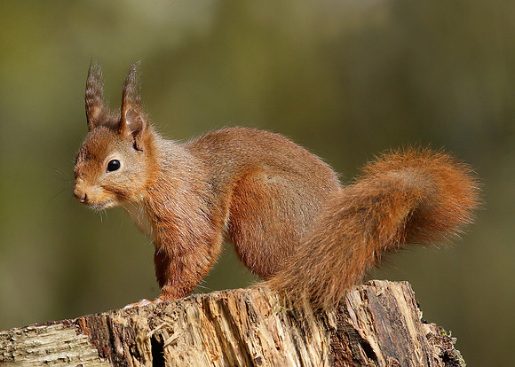 Red Squirrel Sciurus vulgaris