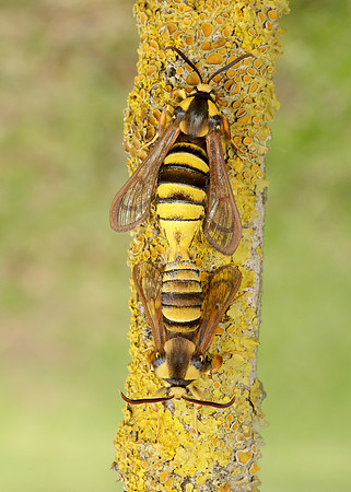 52.002 BF0370 Hornet Moth Sesia apiformis