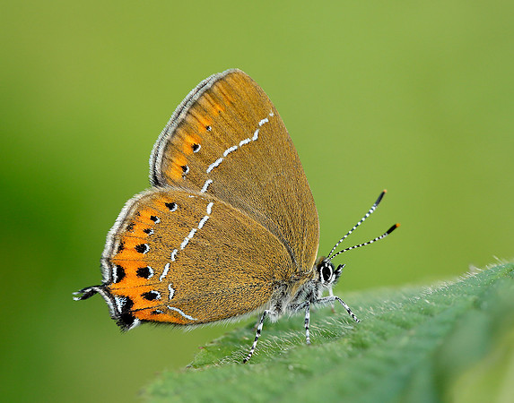 Black Hairstreak Satyrium pruni