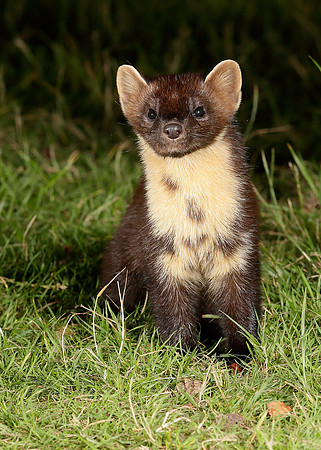 Pine Marten Martes martes