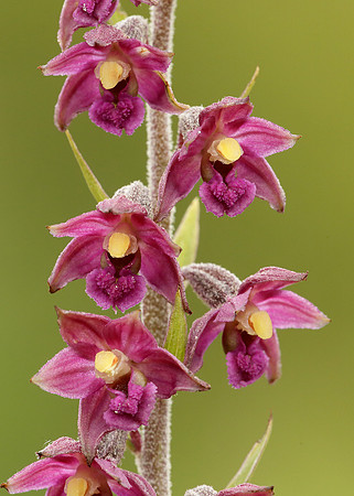 Dark Red Helleborine Epipactis atrorubens