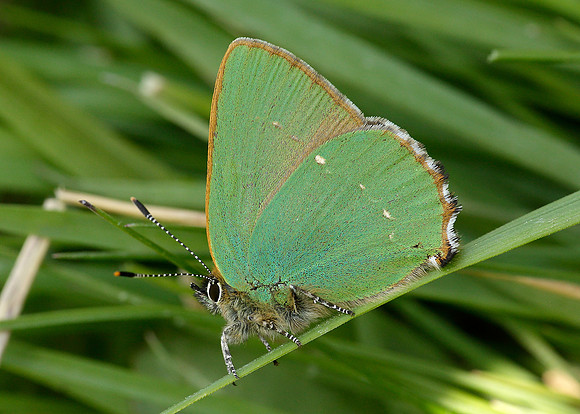 Green Hairstreak Callophrys rubi