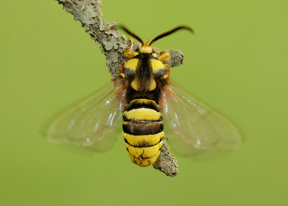 52.002 BF0370 Hornet Moth Sesia apiformis