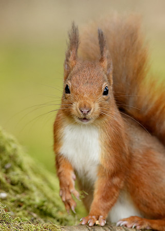 Red Squirrel Sciurus vulgaris