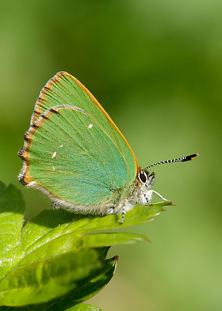 Green Hairstreak Callophrys rubi