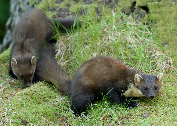 Pine Marten Martes martes