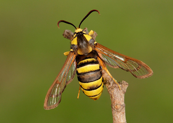 52.002 BF0370 Hornet Moth Sesia apiformis