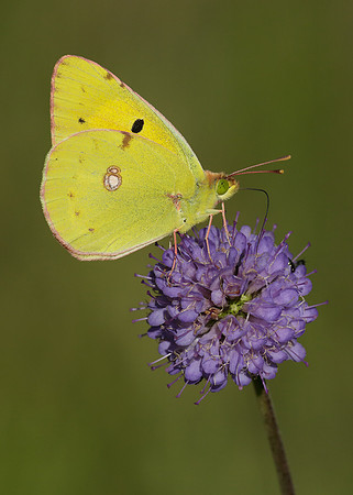 Clouded Yellow Colias croceus