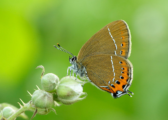 Black Hairstreak Satyrium pruni