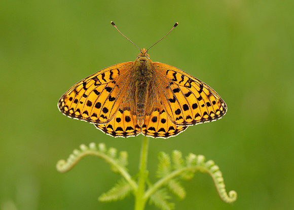 Dark Green Fritillary Argynnis aglaja