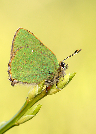 Green Hairstreak Callophrys rubi