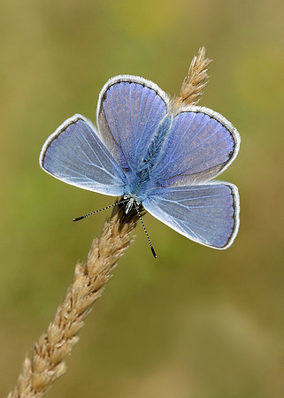 Common Blue Polyommatus icarus