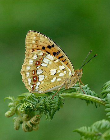 High Brown Fritillary Argynnis adippe