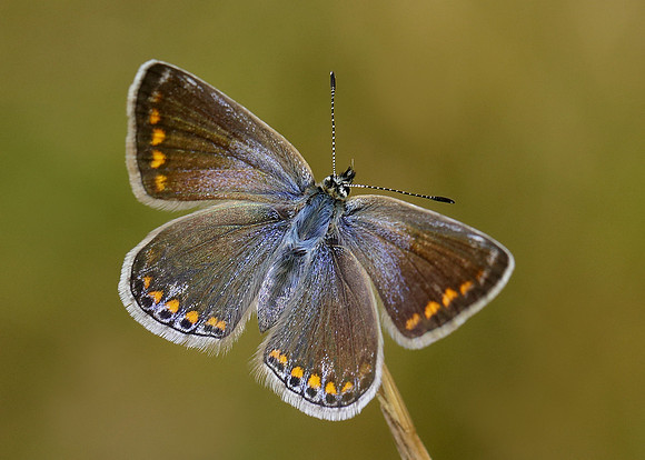 Common Blue Polyommatus icarus