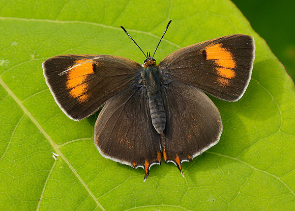 Brown Hairstreak Thecla betulae