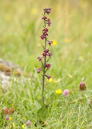 Dark Red Helleborine Epipactis atrorubens