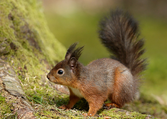 Red Squirrel Sciurus vulgaris