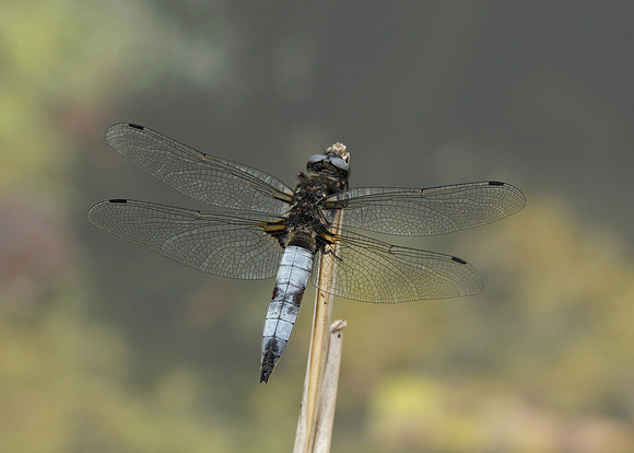 Scarce Chaser Libellula fulva