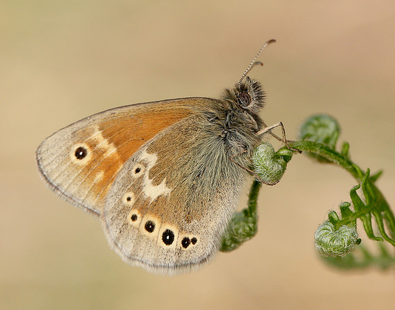 Large Heath Coenonympha tullia polydama