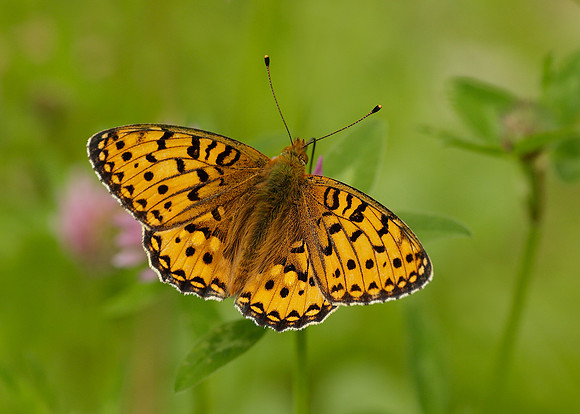 Dark Green Fritillary Argynnis aglaja