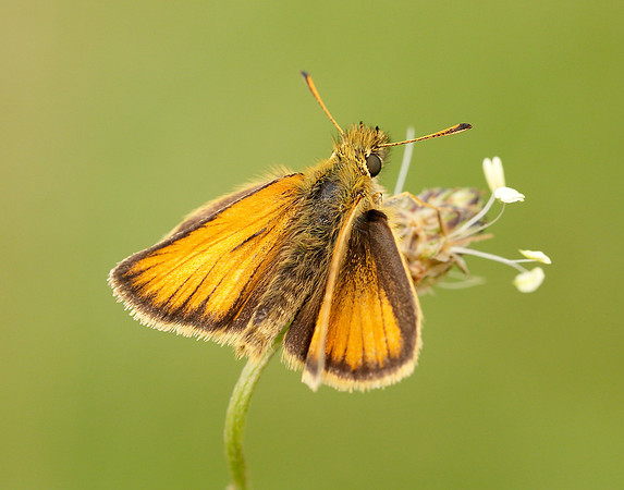 Essex Skipper Thymelicus lineola