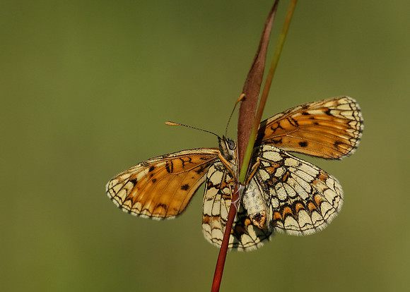 Heath Fritillary Melitaea athalia