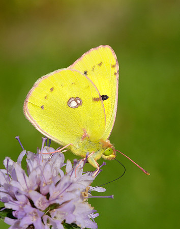 Clouded Yellow Colias croceus