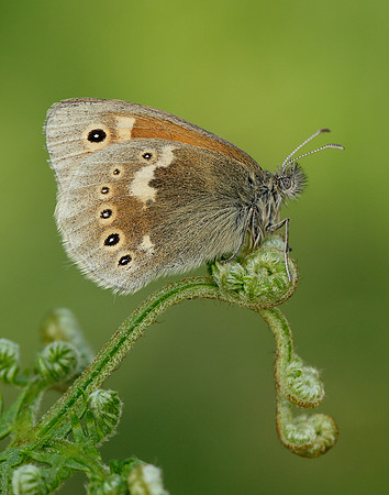 Large Heath Coenonympha tullia polydama