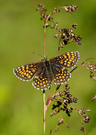 Heath Fritillary Melitaea athalia