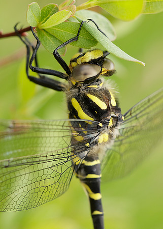 Golden-ringed Dragonfly Cordulegaster boltonii