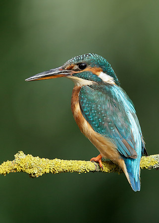 Kingfisher Alcedo atthis