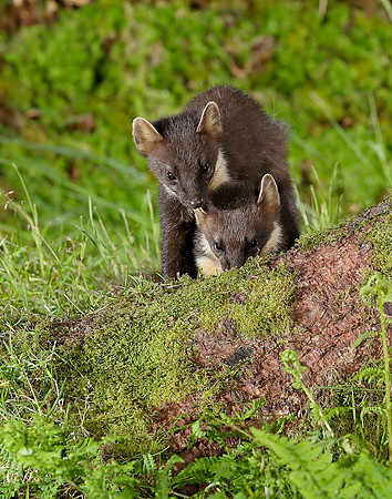 Pine Marten Martes martes